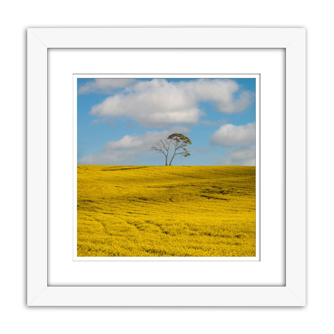Lonely Tree in Canola Fields Photography
