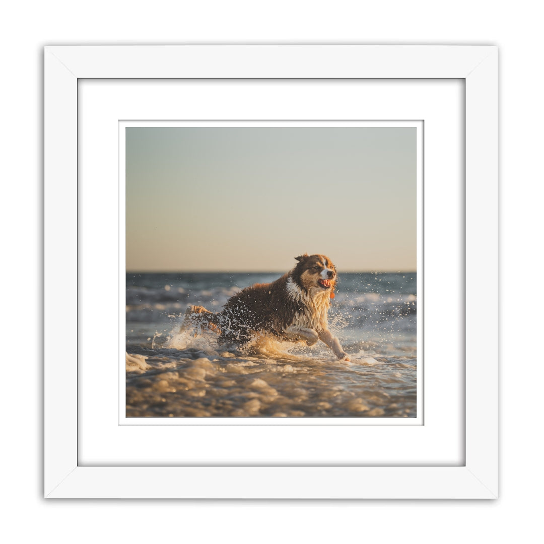Dog in Water Photography