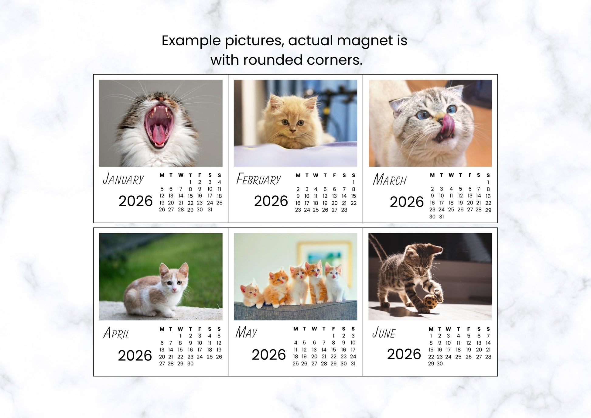 Cats 2026 Calendar Magnet