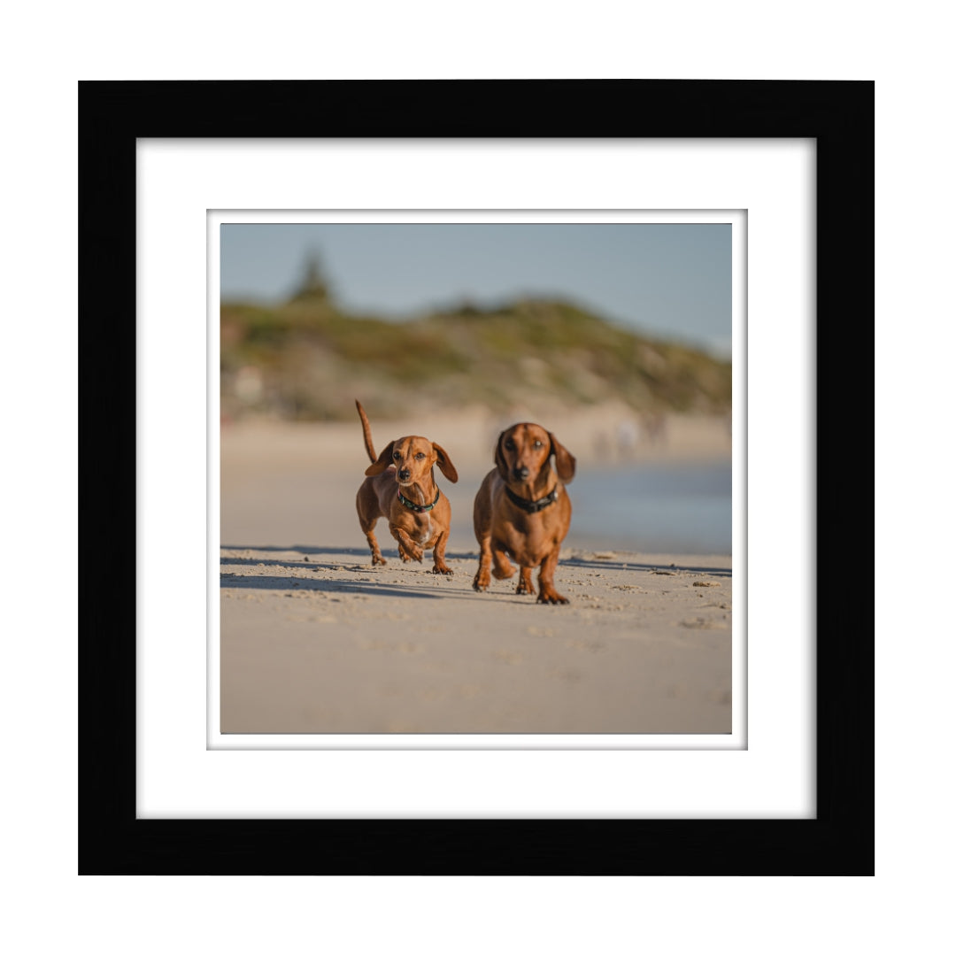 Sausage Dogs Photography