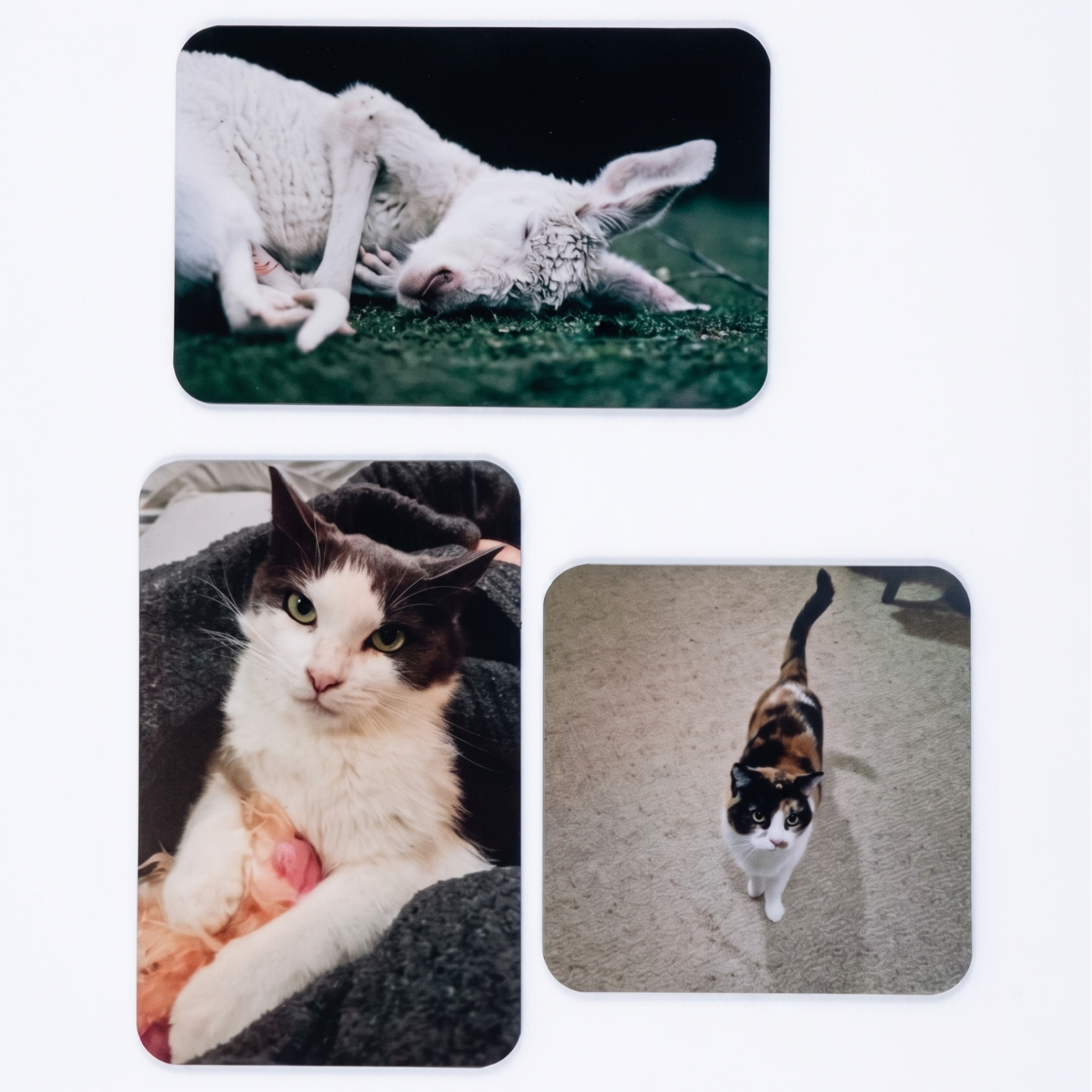 XL Flexi Magnets