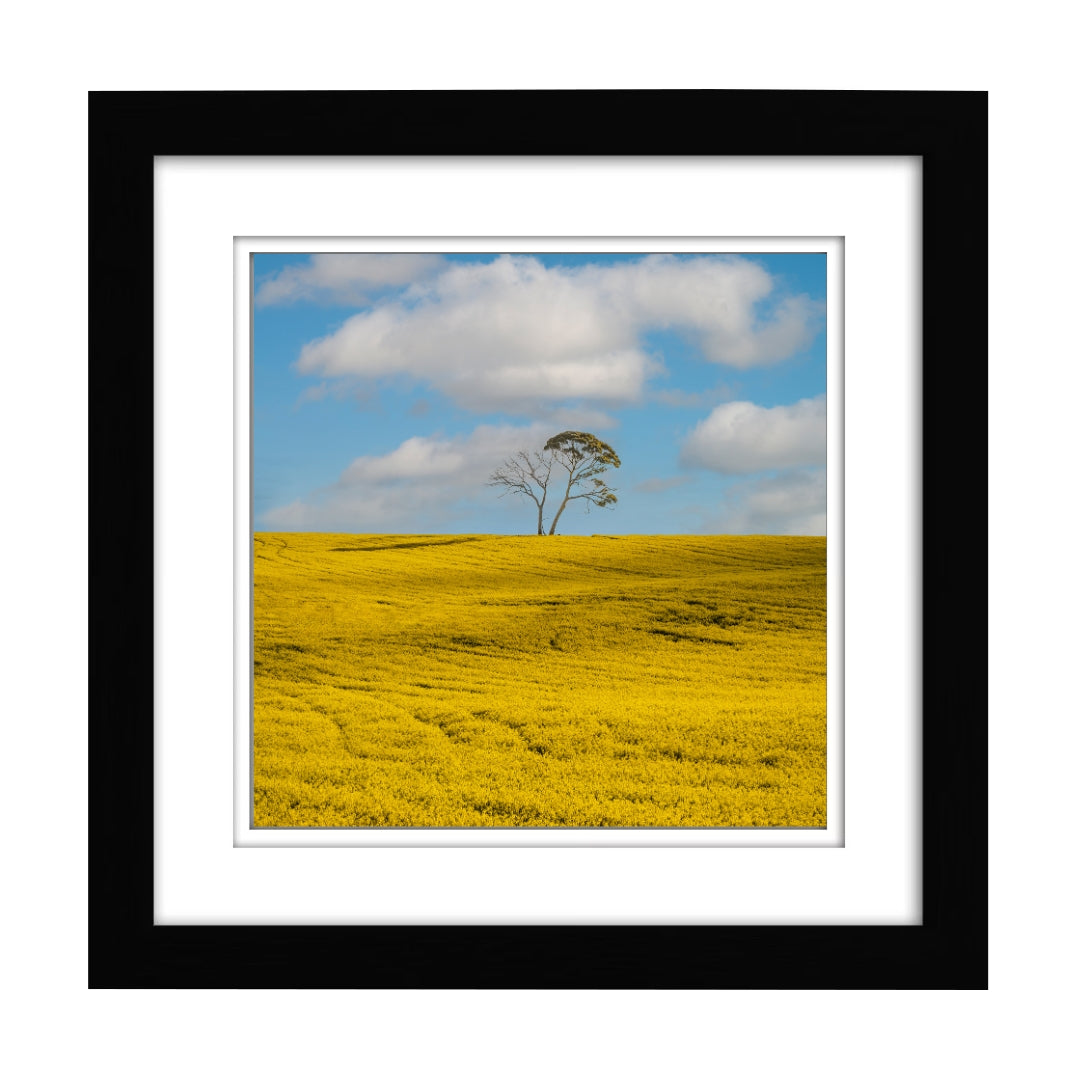Lonely Tree in Canola Fields Photography