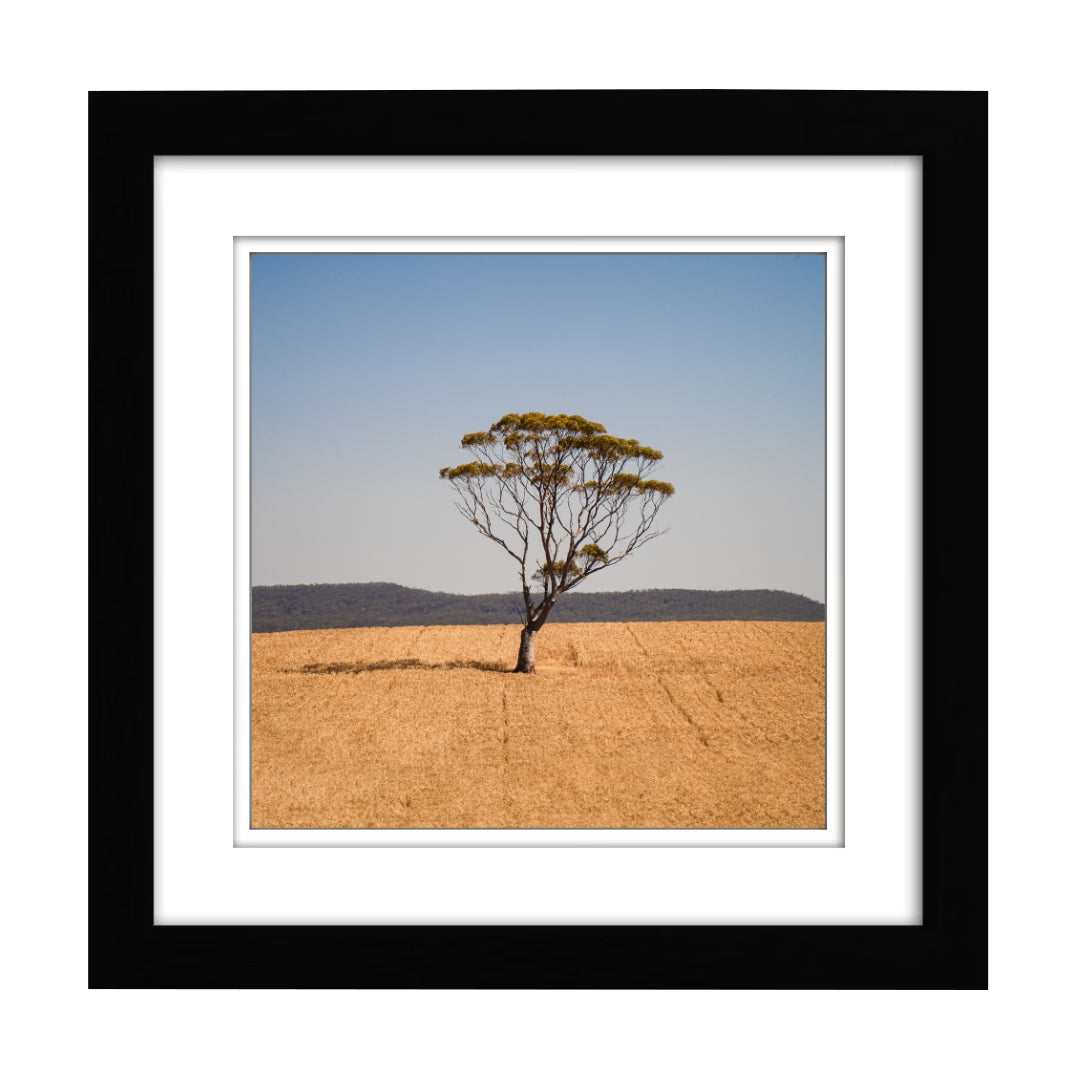 Tree in Golden Fields