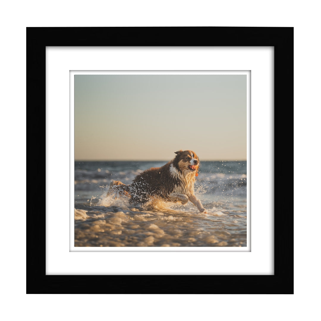 Dog in Water Photography