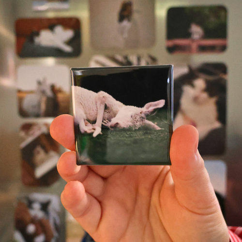 Personalised square photo magnets with animal photos, 5.2x5.2cm, custom gift Australia