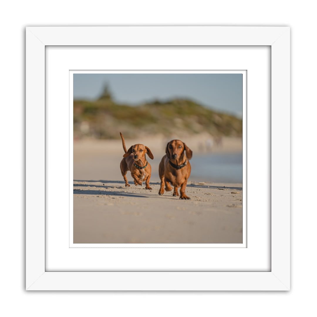 Sausage Dogs Photography