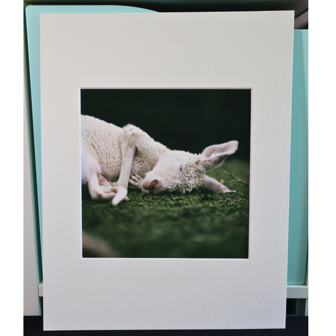 8×8 Fine Art Photography Print – Australian Landscape & Wildlife