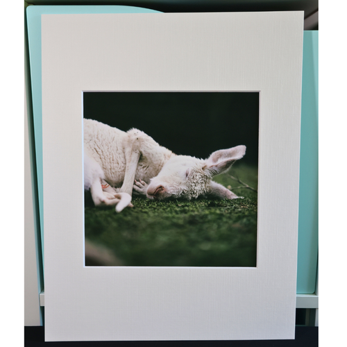 8×8 Fine Art Photography Print – Australian Landscape & Wildlife