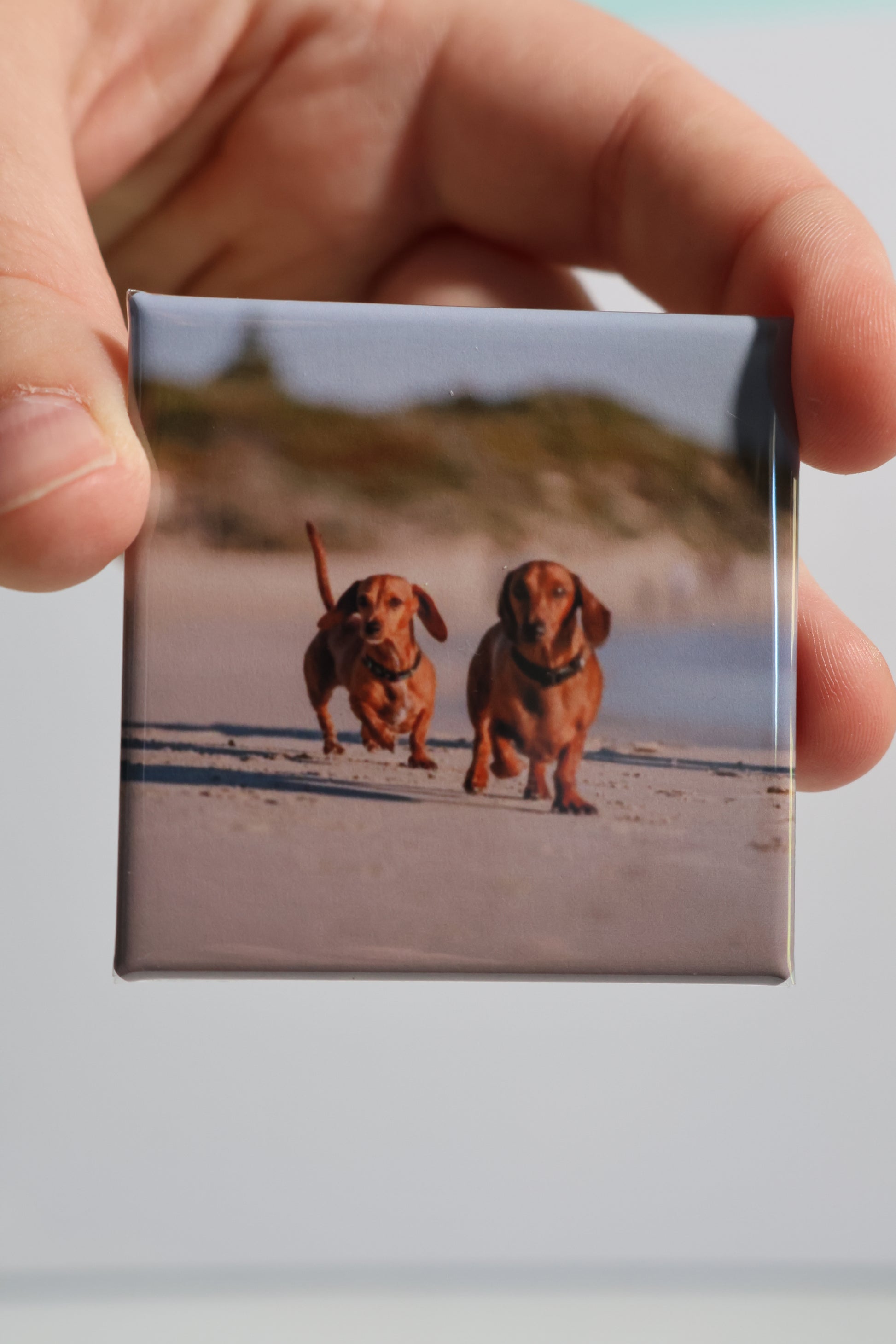 Animal Magnets (5.2 x 5.2 cm)