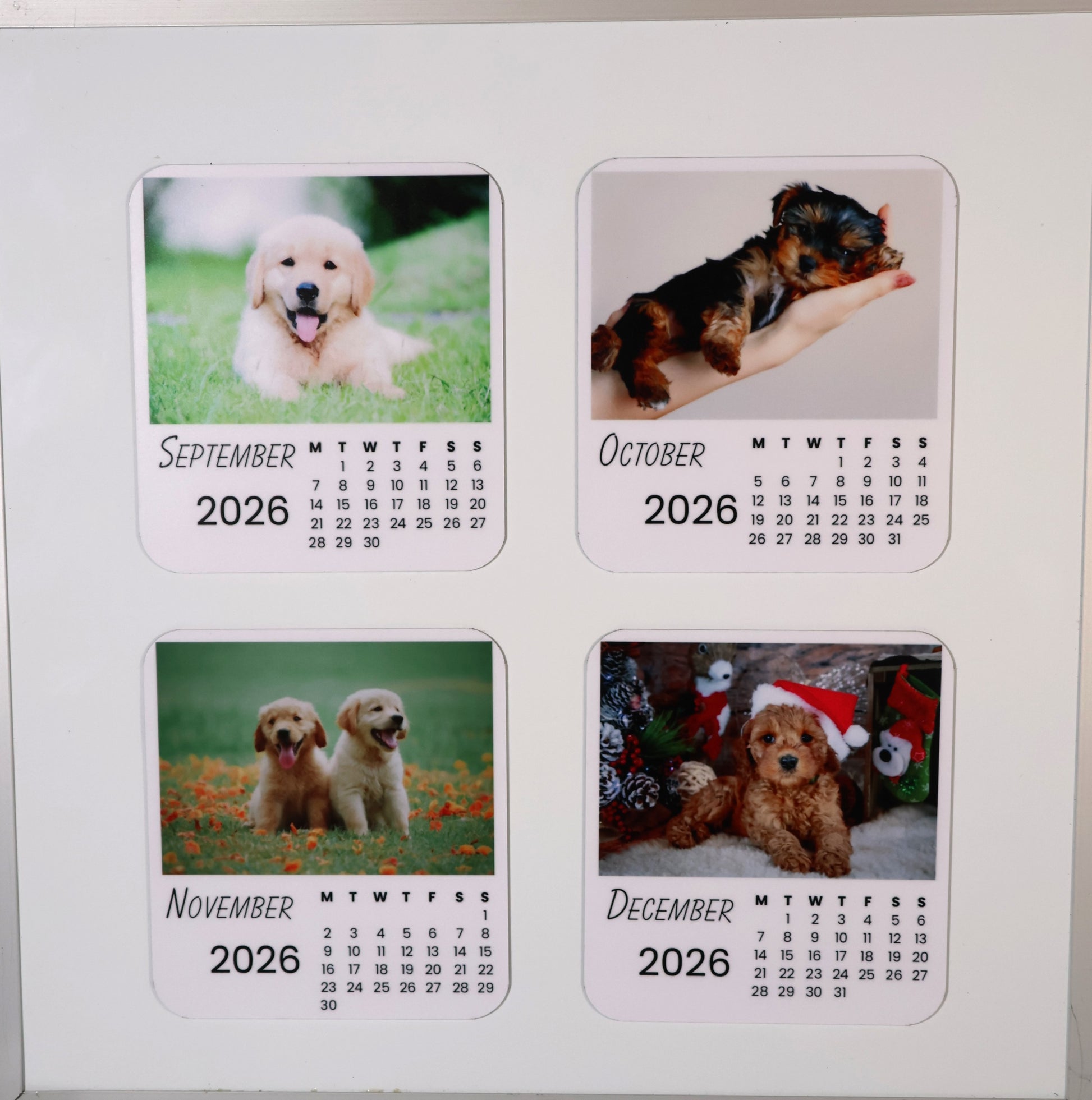 Dogs 2026 Calendar Magnet