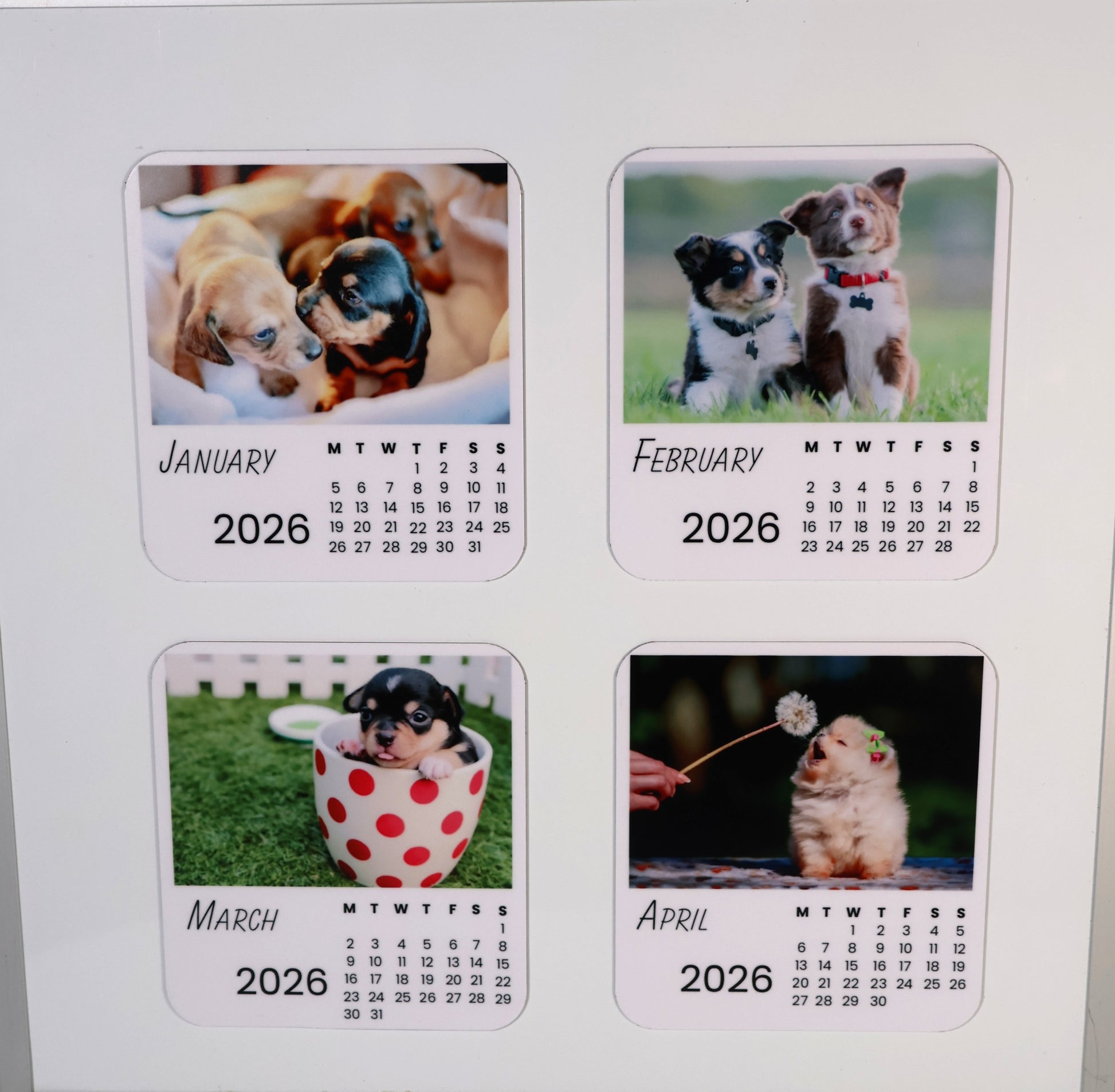 Dogs 2026 Calendar Magnet