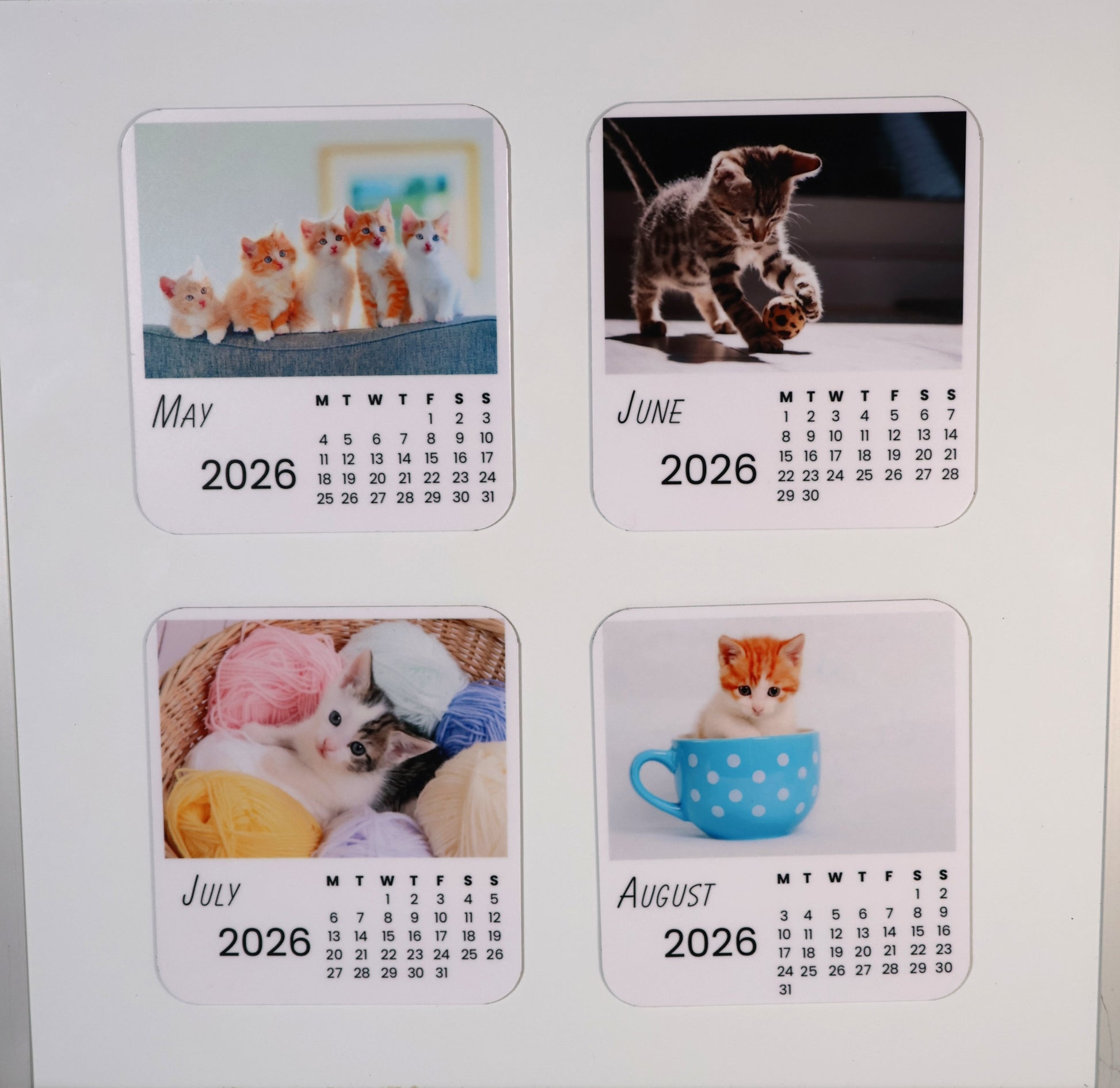 Cats 2026 Calendar Magnet