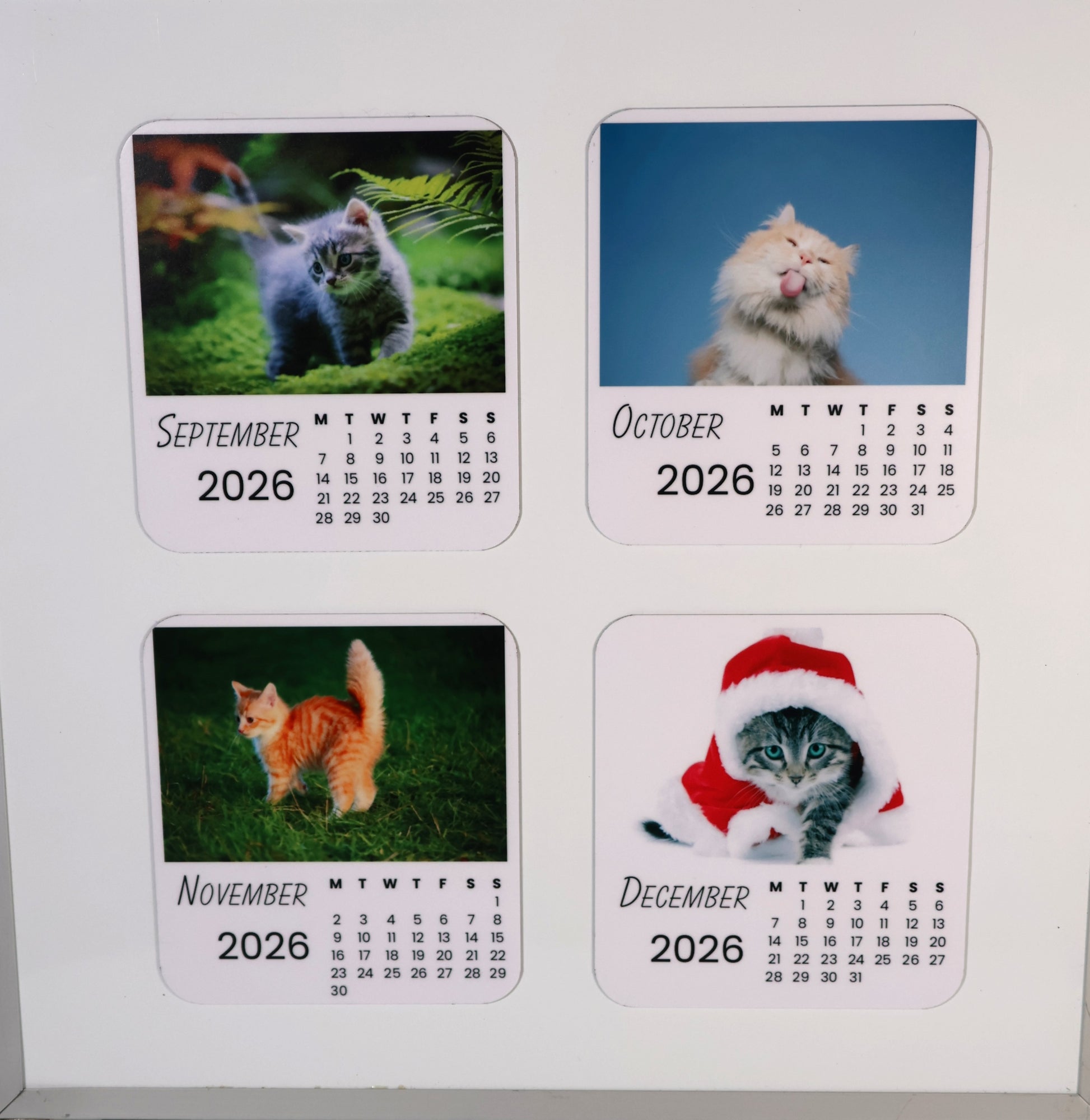 Cats 2026 Calendar Magnet